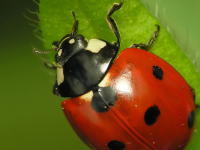 Ladybugs For Your Orchard Pt 3
