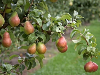 World Pear Day-National Pear Month Pt 2