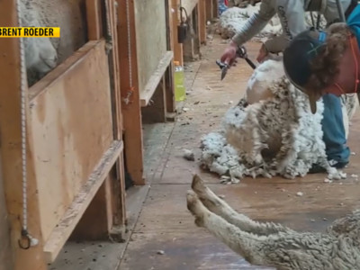 Wool Buyer Offers Advice on Shearing Day