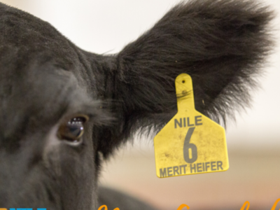 NILE Merit Heifer Application Now Available for 2021