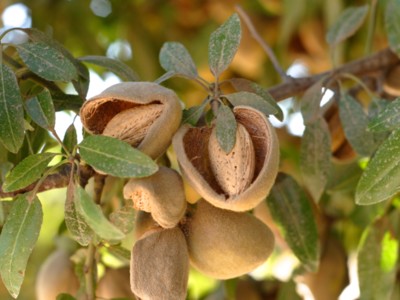 Answering Questions From Almond Buyers
