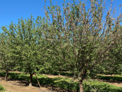 Almond Leafout Failure Seems Related to Wet Springs