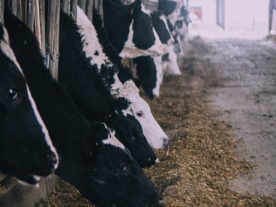 Genomic Testing for Healthier Dairy Herds
