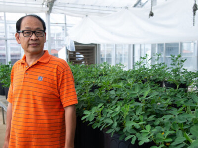 Developing a More Drought-Tolerant Peanut