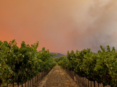 Wine Grapes and Wildfire Smoke Pt 3