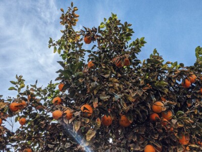 Integrated Pest Management for Citrus Greening Disease