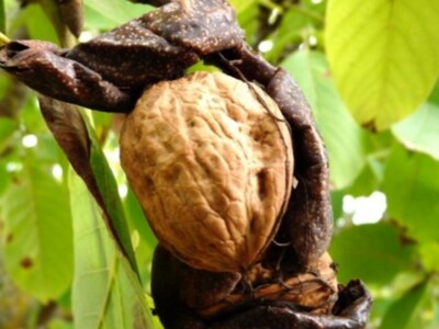 Walnut Research Ideas Come From Different Sources