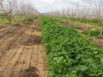 BMP of Cover Crops in Almonds