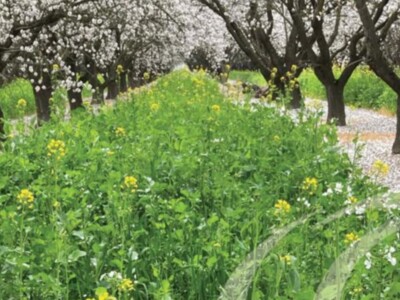 Terminating Cover Crop Options in Tree Nut Orchards