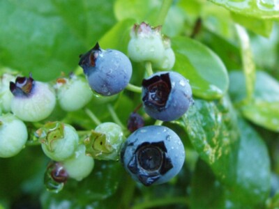 What's Happening to the Blueberries?