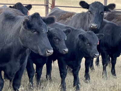 Biden Administration's Beef Imports Rattle Senators