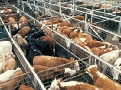 R-CALF USA Pleased with USDA Rule on Enforcing Packers & Stockyards Act