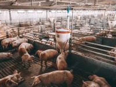 Pork Producers Push for Fair Marketplace