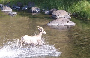 Sheep swim 1 628x153