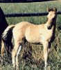 Wrong Color Right Horse