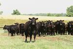 5-17-IAN-Cows-and-Juniper