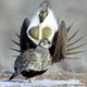 5-16-SS-Sage-Grouse