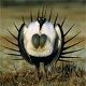 Ranchers Play Role in Sage Grouse Saga