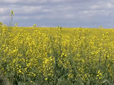 Canola Acres On The Rise In America