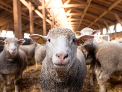 American Sheep Industry Works to Sell More U.S. Wool