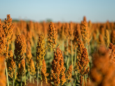 National Sorghum at The Table in Sustainable Aviation Fuel Talks