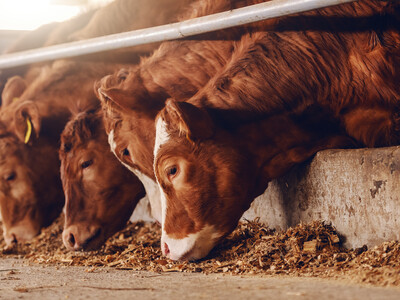 Cattle Market Swings Expected to Continue