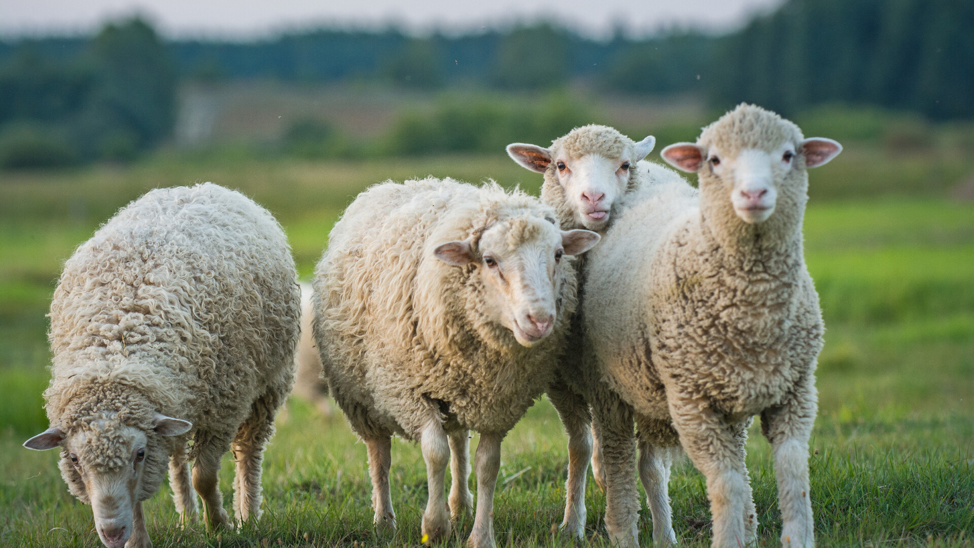 Testtechnologie voor identificatie van oormerken bij schapen