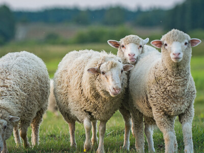 Sheep Ear Tag Identification Technology Being Tested