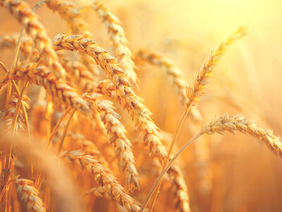 U.S. Wheat Associates Receives Funding for Export Development