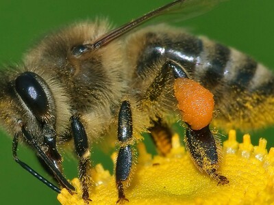 Honeybee Update from WSU Pt 1