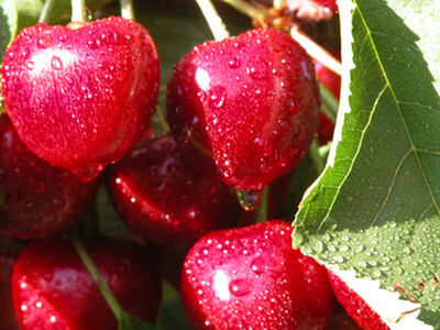 Cherry Estimates from USDA