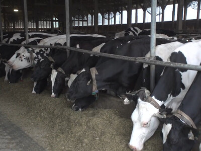 USDA Expands ELAP to Help Dairy Producers Offset Milk Loss Due to H5N1