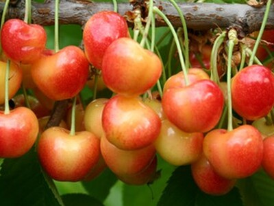 Cherry Crop from WSTFA