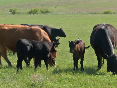 Cattle Producers Celebrate Supreme Court Decision to Rein in Administrative Overreach