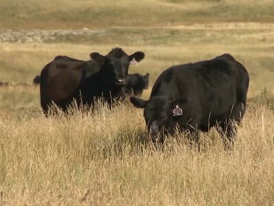 USDA Issuing Survey to Study Grazing