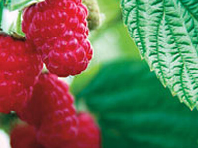 Raspberry Marketing Pt 2