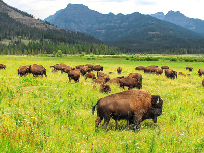 Bison Producers Receiving Good Prices