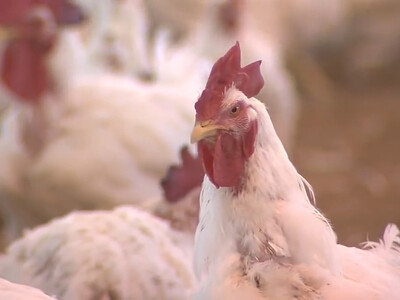 Global Poultry Markets Rebounding Despite Challenges
