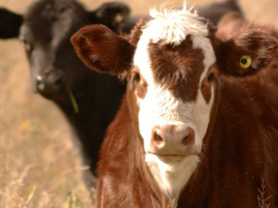 U.S. Cattlemen’s Association Supports Resolution to Block Mandatory EID