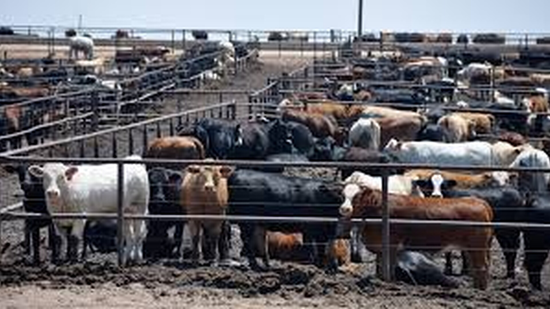 U.S. Cattle on Feed Down Two Percent