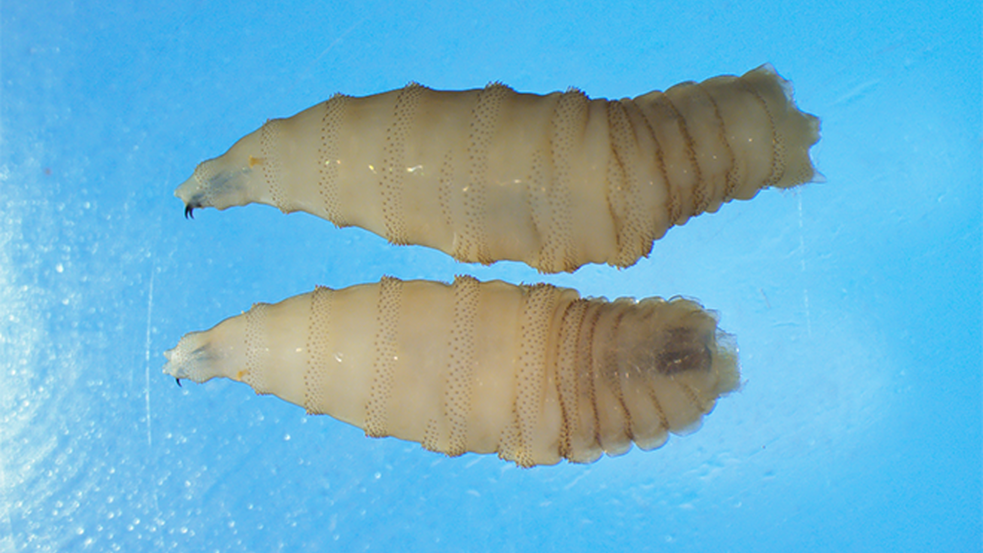 Why the Delay in Reporting the Screwworm?