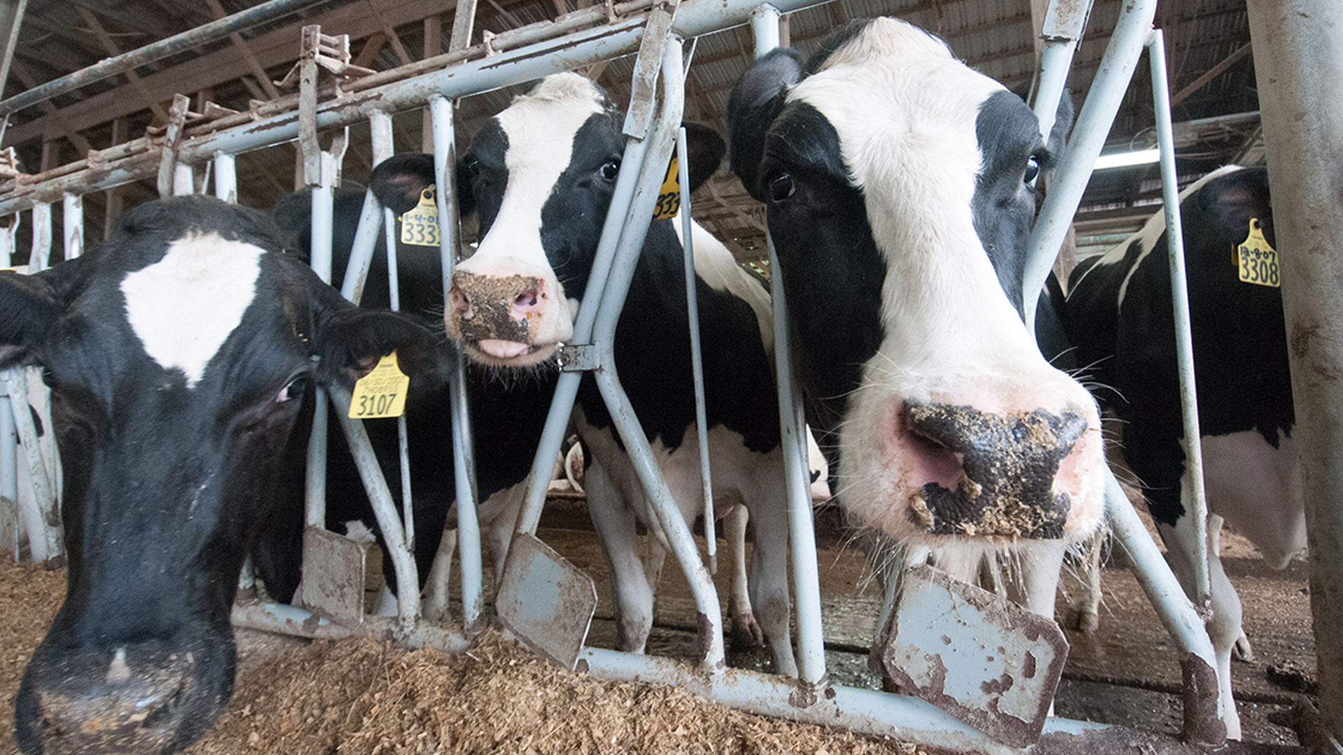 Checkoff Launches Dairy Health Innovation Contest for Students
