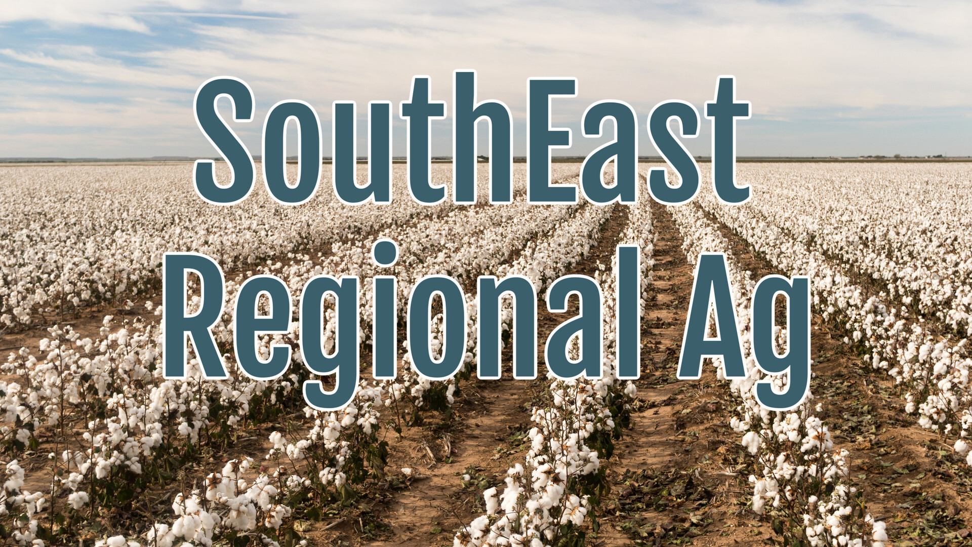 Invasive Cotton Jassid Threatens Georgia Cotton Crop