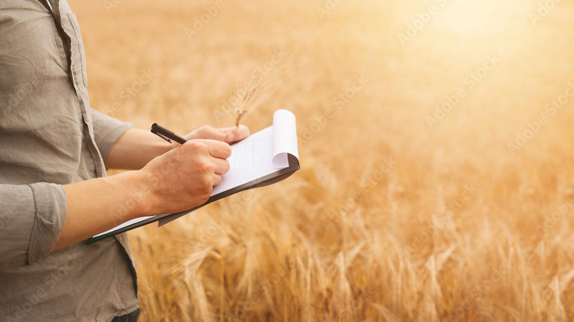 US Wheat Associates Compiling Key Report