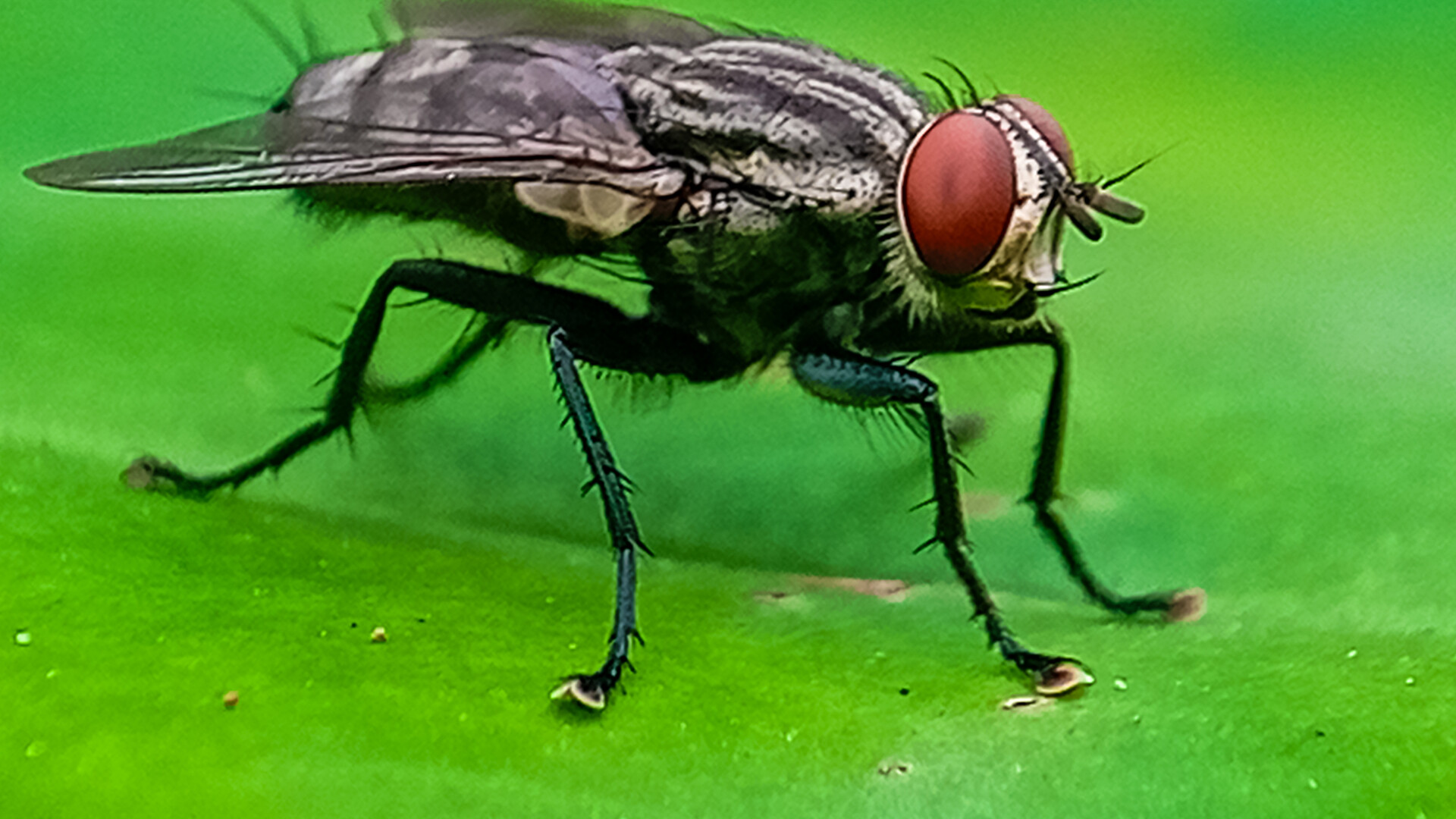 New World Screwworm Passive Surveillance Not Good Enough