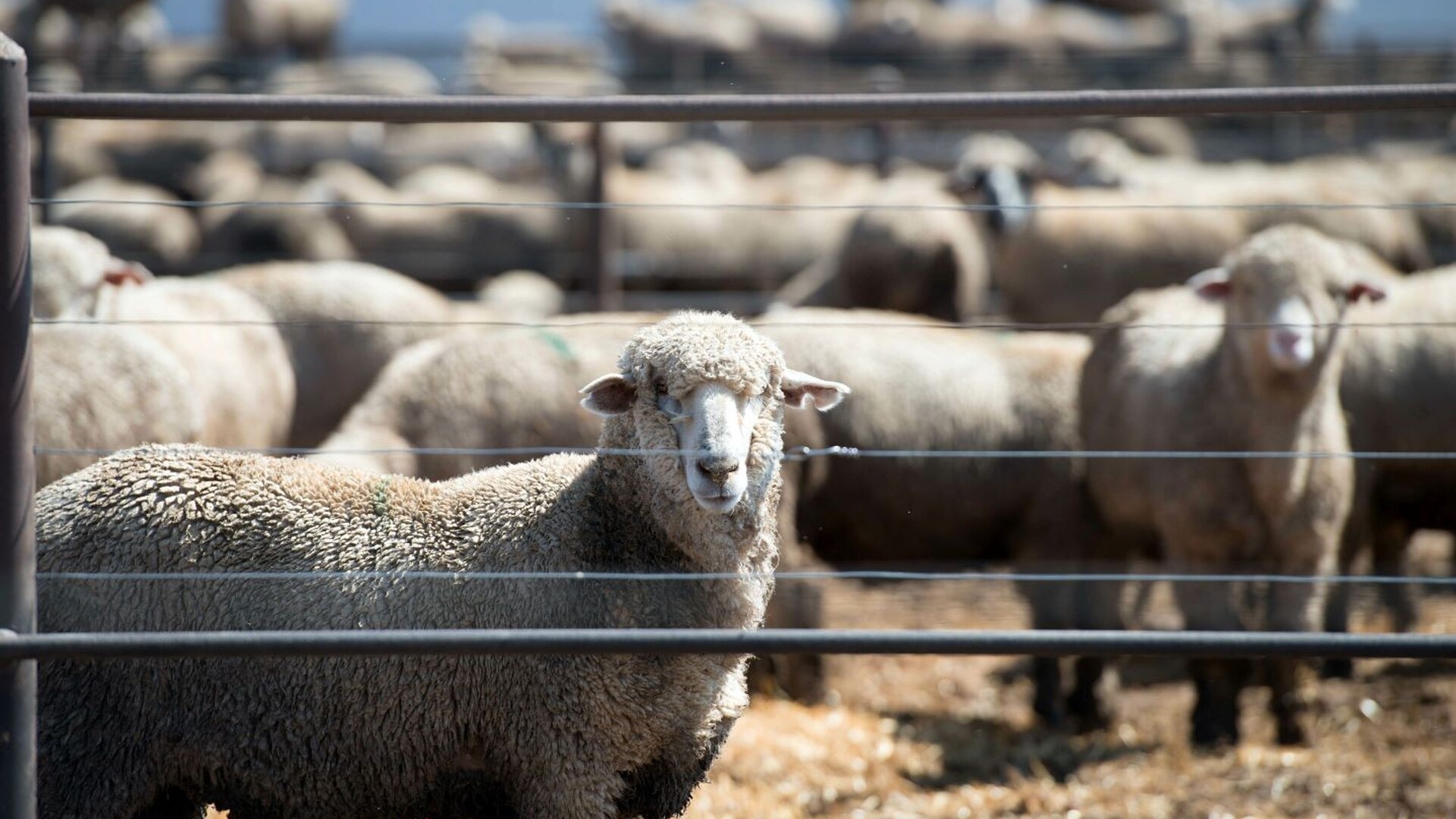US Sheep and Wool Economics