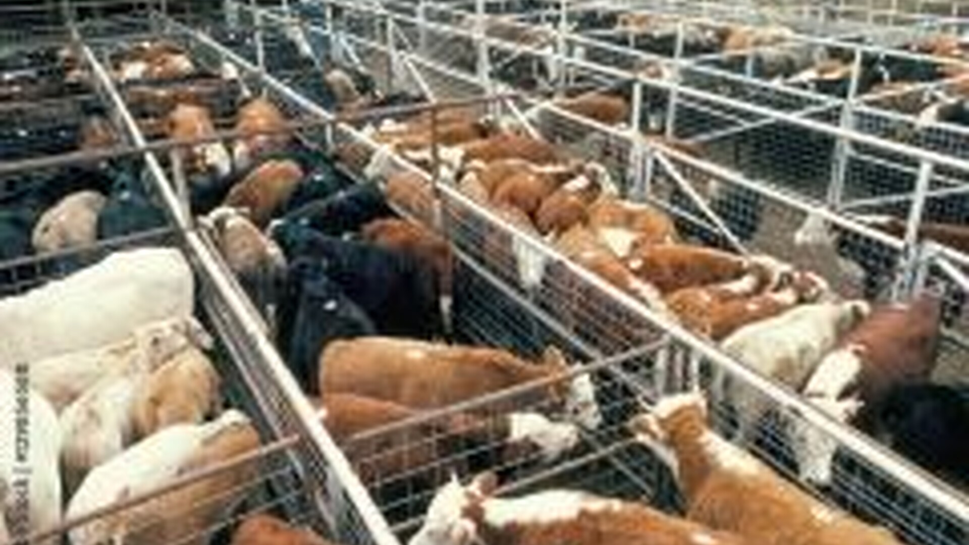 Long Last High Beef Prices Come With A Cost to Producers