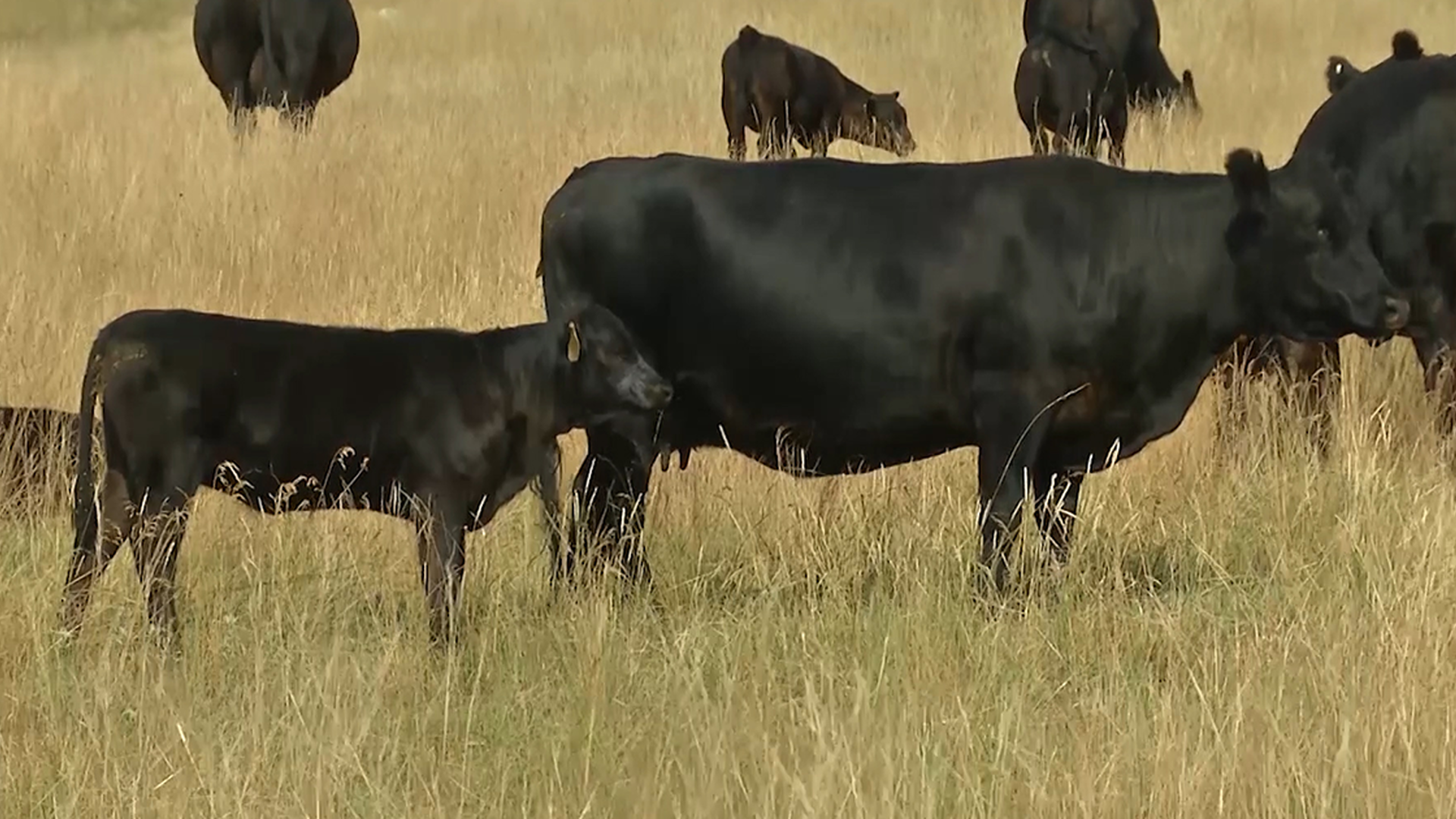 Trump's Plans for Cattle Markets