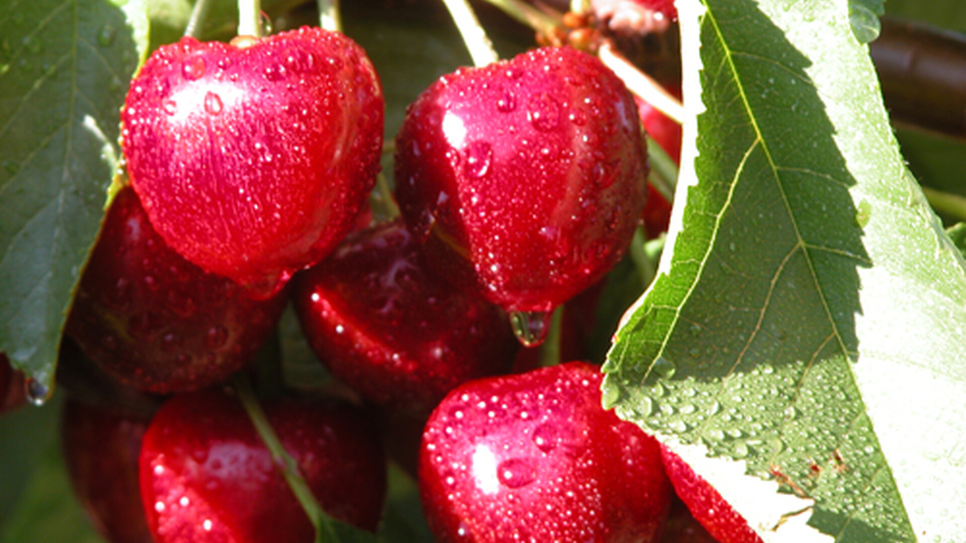 Cherry Challenges 2025